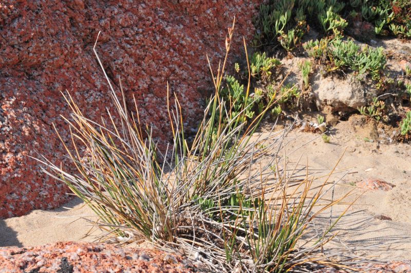 Juncus acutus / Giunco pungente